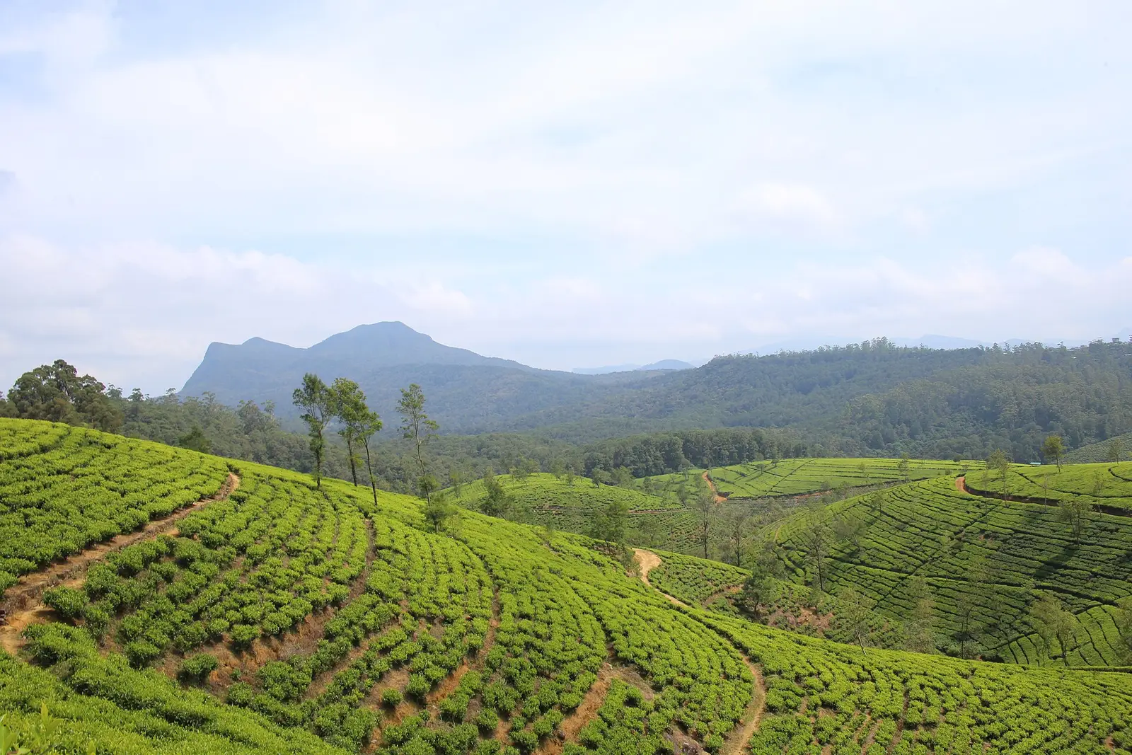 Rolling tea plantations in the hills around Nuwara Eliya