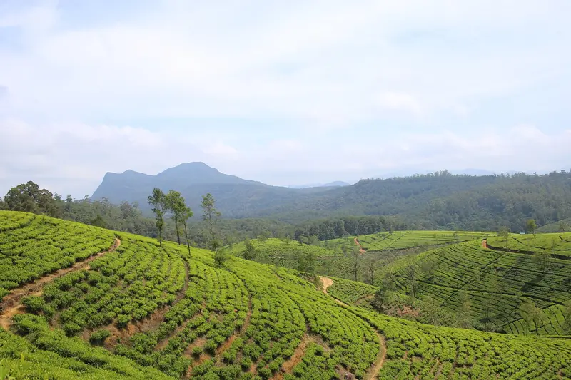 Rolling tea plantations in the hills around Nuwara Eliya