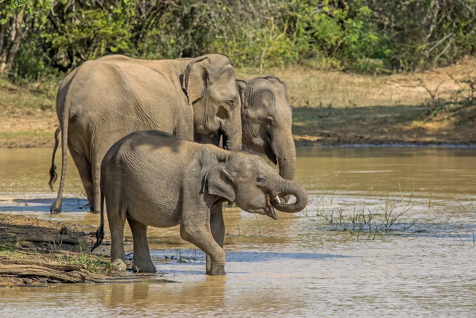 Elephants at a waterhole in Yala National Park