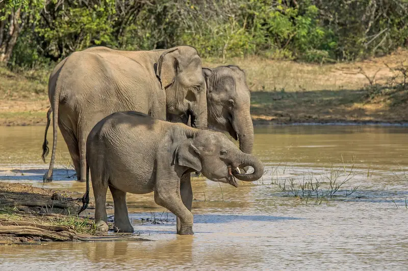 Elephants at a waterhole in Yala National Park