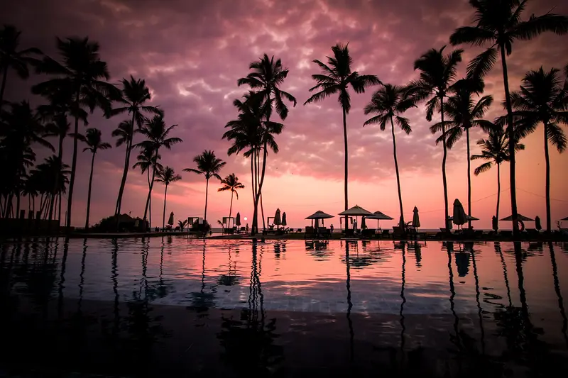 Palm trees silhouetted against a sunset over a Sri Lankan beach