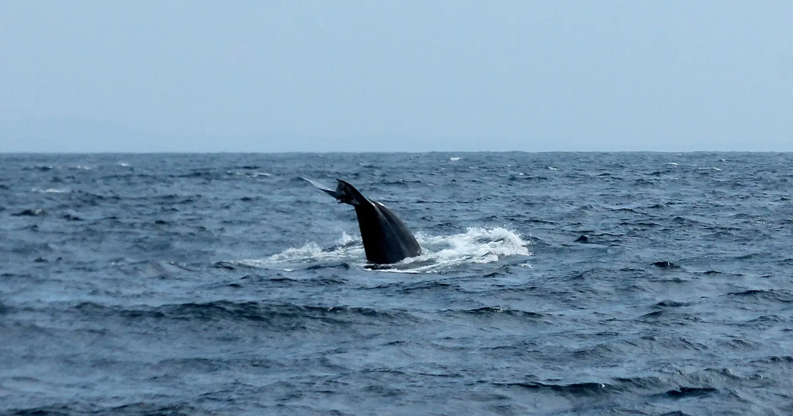A whale's tail rising from the sea off Sri Lanka